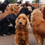 10582275_815933751772087_1382003638_n