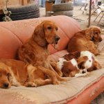 10677201_803958336302962_1798107178_o