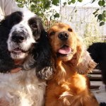 10722919_808083332557129_1888992680_o